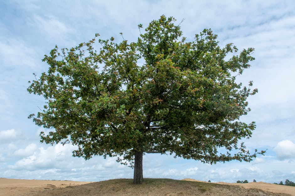 A solitary oak tree stands on a sandy mound under a partly cloudy sky, symbolizing resilience.